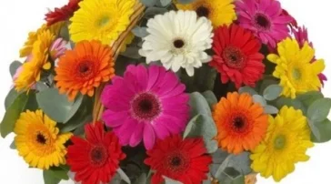 Оптовая цветочная база Цветы мира на бульваре Дмитрия Донского фото 2 на сайте Butovo.su