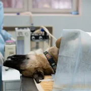 Ветеринарная клиника Белая Медведица фото 11 на сайте Butovo.su