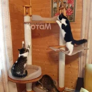 Интернет-магазин домиков для кошек КотаМ фото 7 на сайте Butovo.su