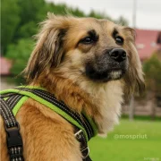Приют для собак Щербинка фото 8 на сайте Butovo.su