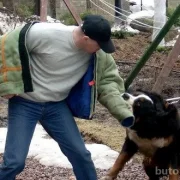 Клуб владельцев рабочих собак Вега фото 5 на сайте Butovo.su