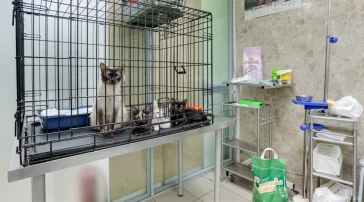 Ветеринарная клиника Гарфилд фото 2 на сайте Butovo.su
